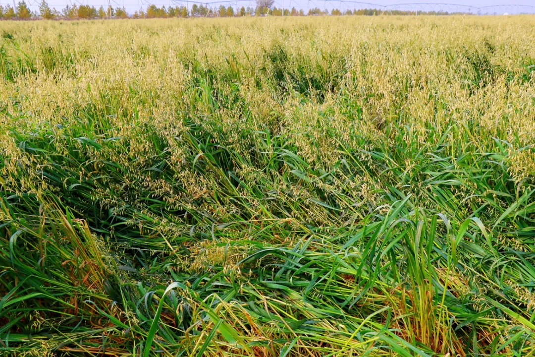 20251119/c2e81a42a9b72dd4c24dfe1230050fef.jpg 20251119/c2e81a42a9b72dd4c24dfe1230050fef.jpg